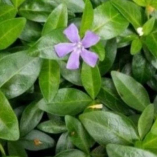 Periwinkle, Creeping Myrtle, Live Plant