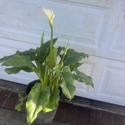 Calla plant