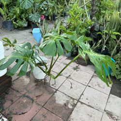Monstera  Big Leaf 