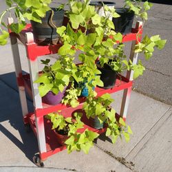 Live Potato Vine Plants $6 Each 