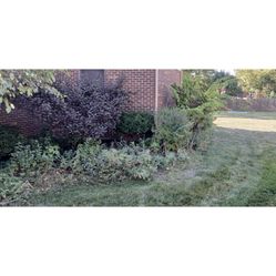 Tree Shrub Trim