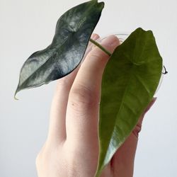 Alocasia Simpo Revert