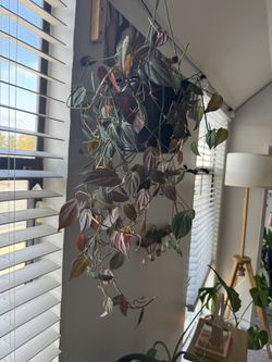 Velvet Leaf Philodendron 