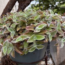 Plant