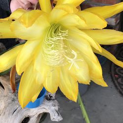Beautiful Yellow Flower Epiphyllum 