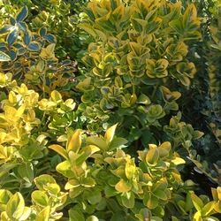 Beautiful Colors Plants.