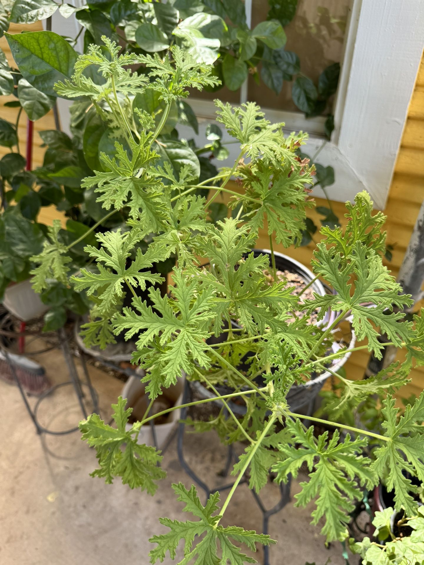 Citronella Plant