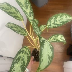 Aglaonema Chinese Evergreen plant ( silver queen) in 4” pot
