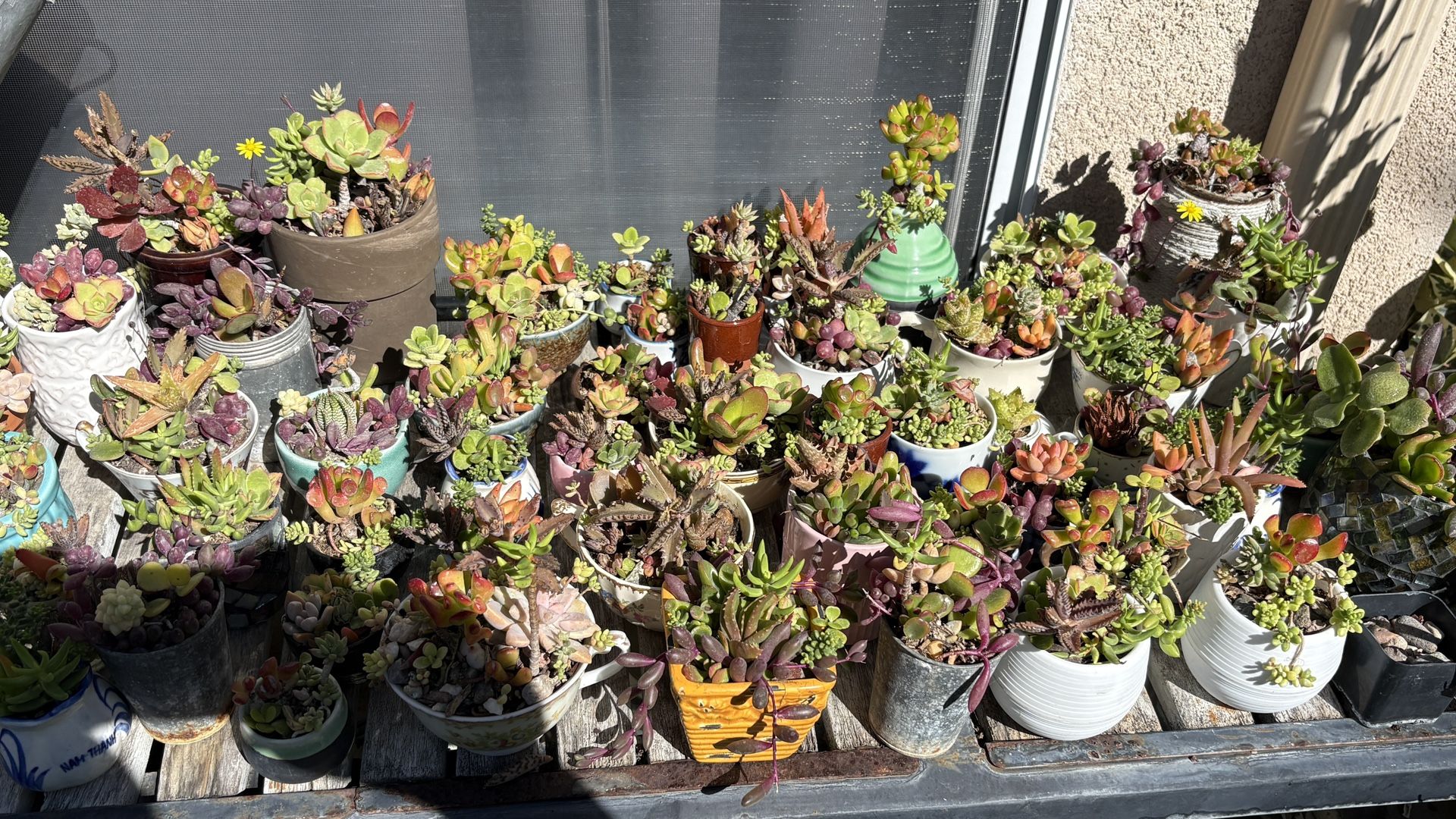 Succulent Arrangements