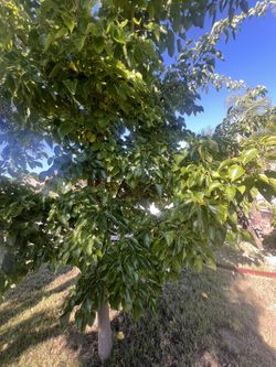Pakistan Mulberry Fresh Cutting 