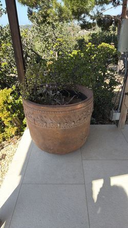Pot with plant