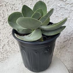 1 Gallon Pot Succulent Plant - Crassula Fallwood - Rare Hybrid Succulent - Rooted & Established Plant - Drought Resistant 🪴 