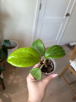 Hoya merrillii
