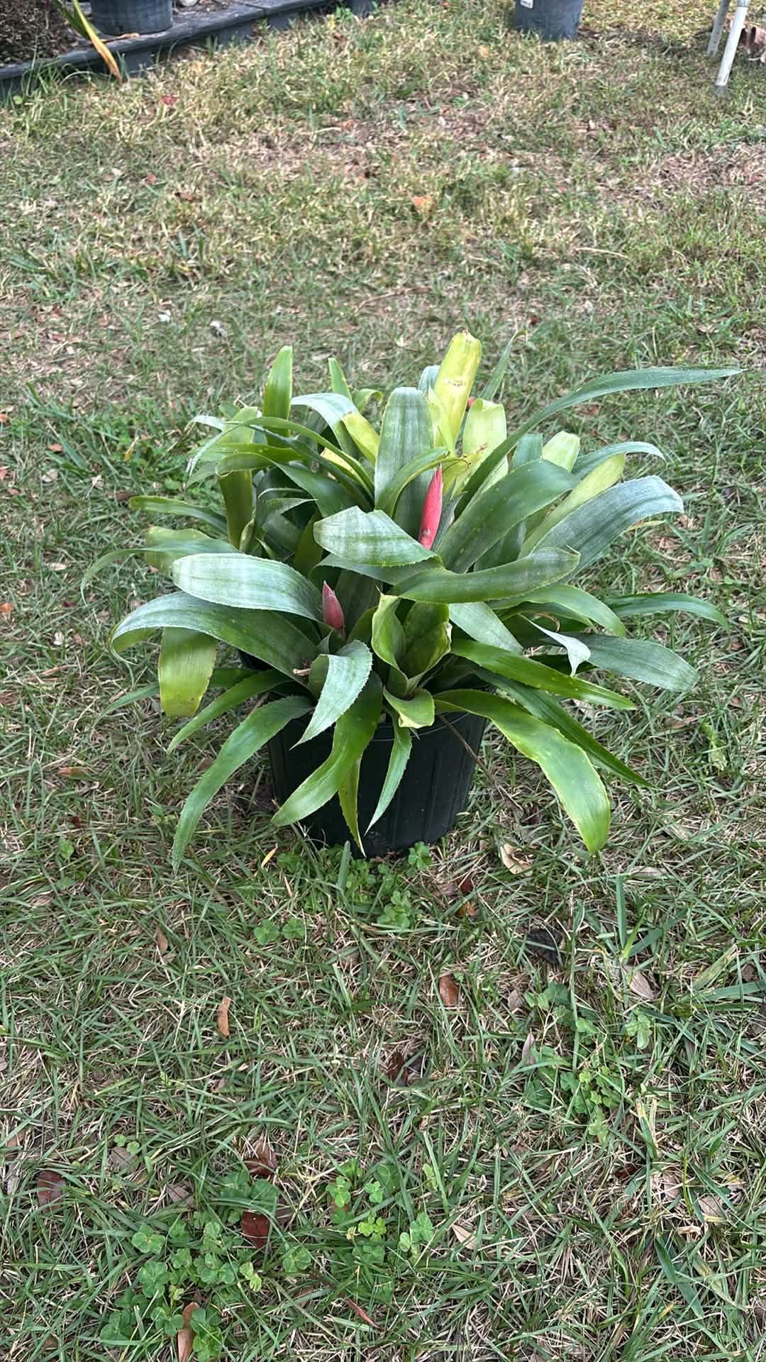 Bromeliads Plants Pot