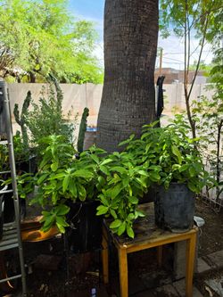 Mexican honeysuckle plants