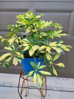 Trinette Plant In Blue Pot 