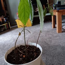 4 Avacado Trees In 1.5 Galon Pot 
