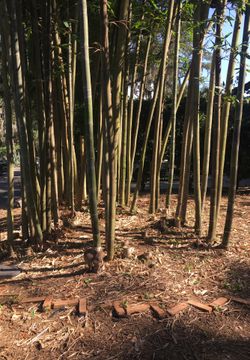 bamboo