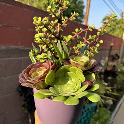 Gorgeous Succulent In Pretty Pot 
