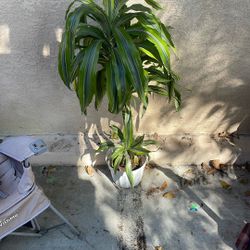 Large Indoor Plant – Healthy Dracaena / Tropical House Plant