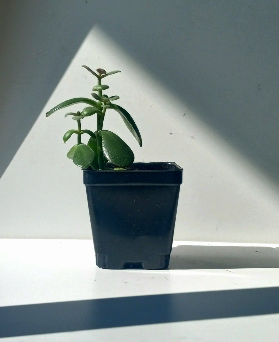 Crassula Jade Succulent Plant/ Indoor Plant/ House Plant Flower Patio Garden