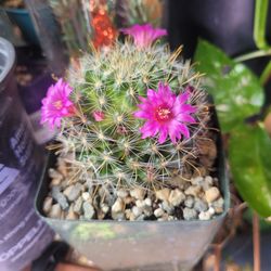 Cactus