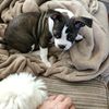 BusterBrown