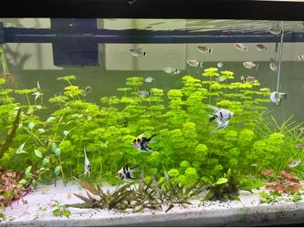Aquarium plant fish tank plants
