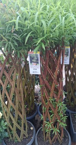Braided willow plants