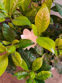 Gardenia Plant
