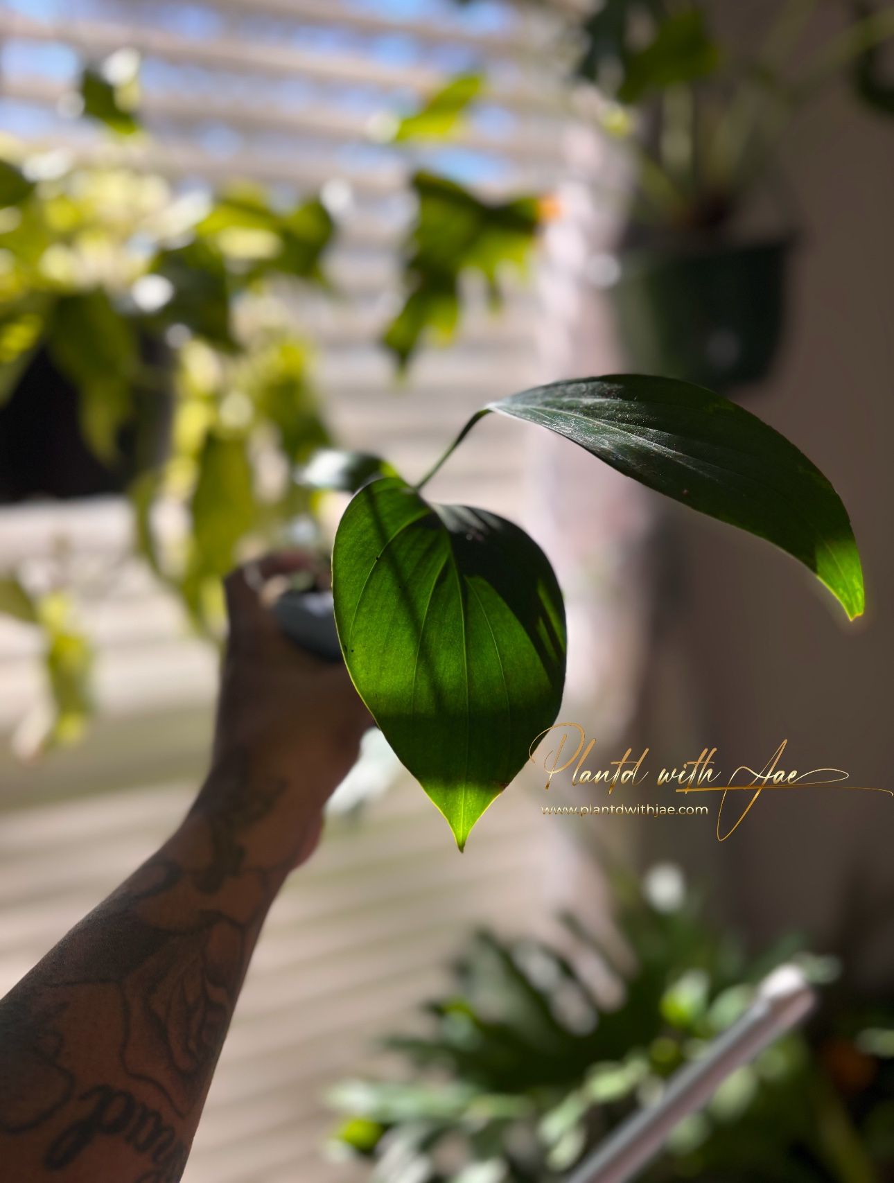 Dragon Tail Plant