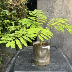 Arbolitos De Tabachines Rojos También conocidos Como , Quee Poinciana,Árbol De Fuego , Malinche, Framboyano $35 Each