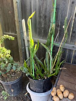 Passion Fruit big plant / need new home