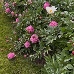 Peonies Cut flowers 