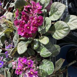 4 Inch African Violet Plant