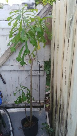 6 Foot White Flowers