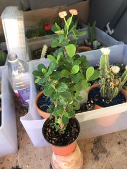 Euphorbia pink small flowers 🌸