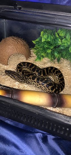 Reptile accessories