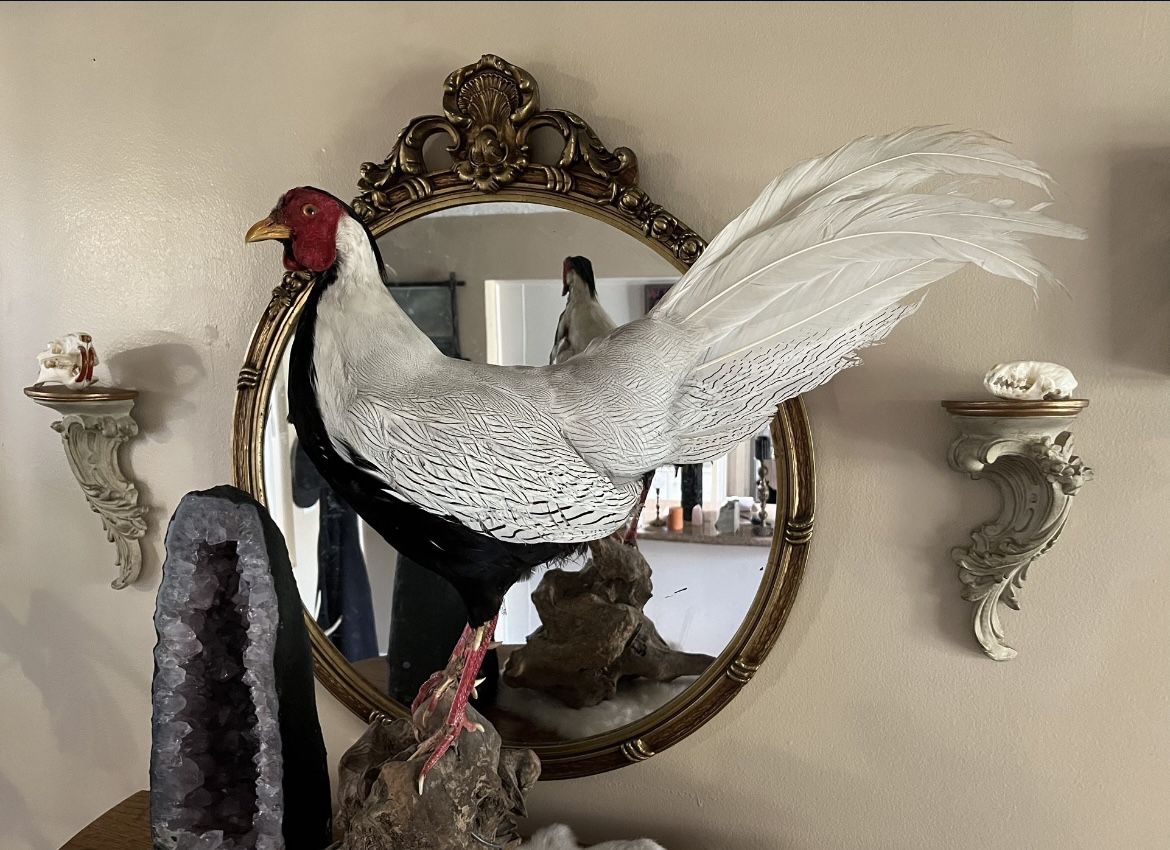 Vintage Silver Pheasant Taxidermy