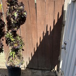 Plantas