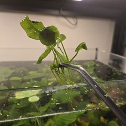 Anubias Nana 