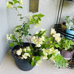 Bougainvillea   Plant 