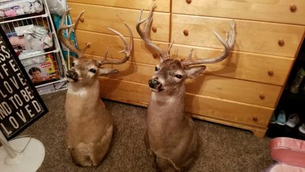 Shoulder mounts [ 3 ] BIG