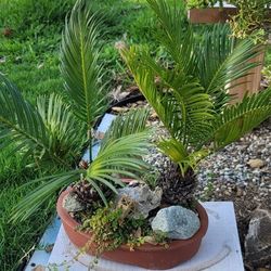 Bonsai Plants 
