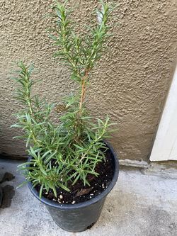 Rosemary has ,  Romero organico