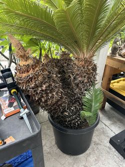 4 Head Sago Palm Rooted Healthy 