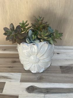 Succulent Plant