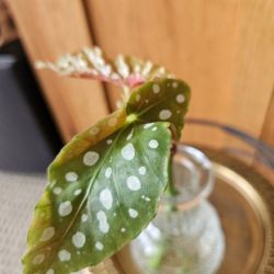 Angel Wing Begonia (WP-1)