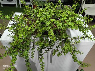 Plant Jade