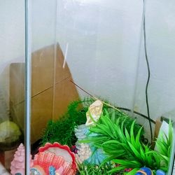 Fish tank for sale $50